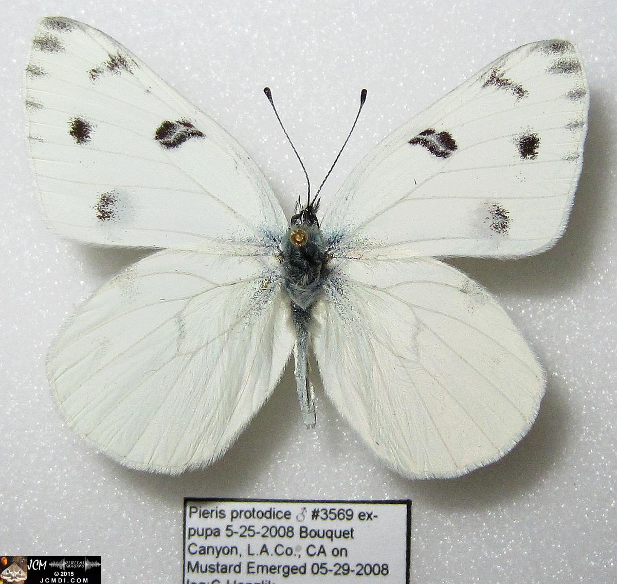 Checkered White Butterfly (Pieris protodice) male